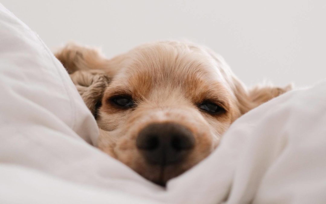 puppy laying in bed