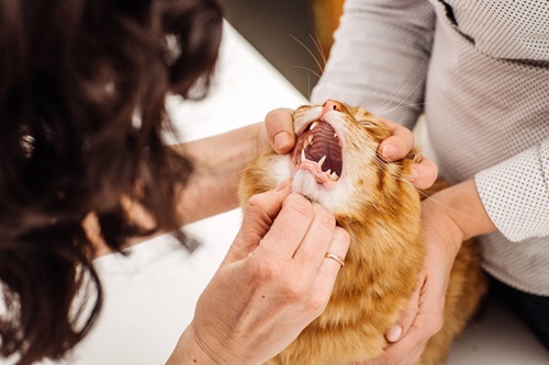 veterinarian-checks-teeth-cat