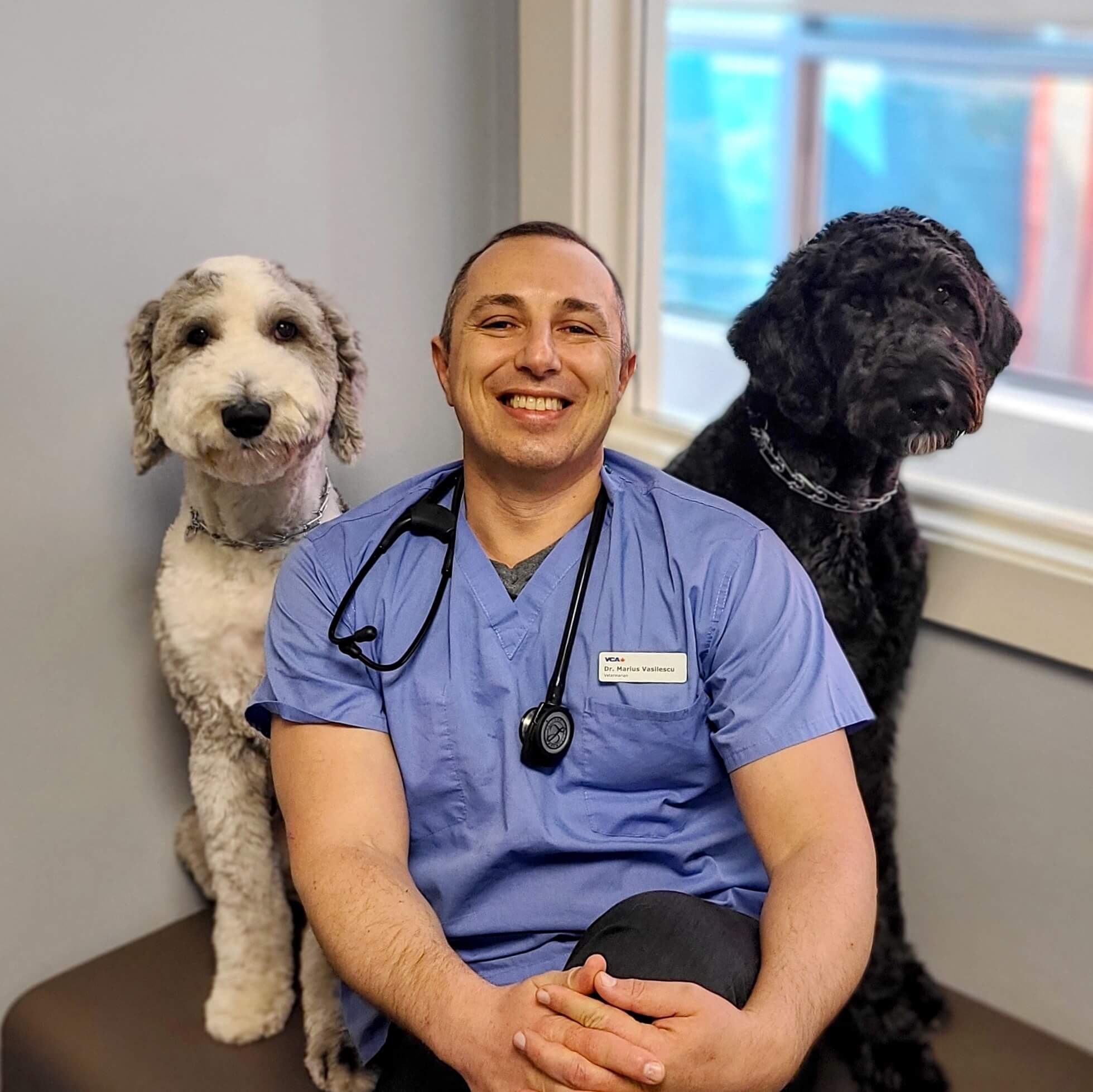 dr with dogs