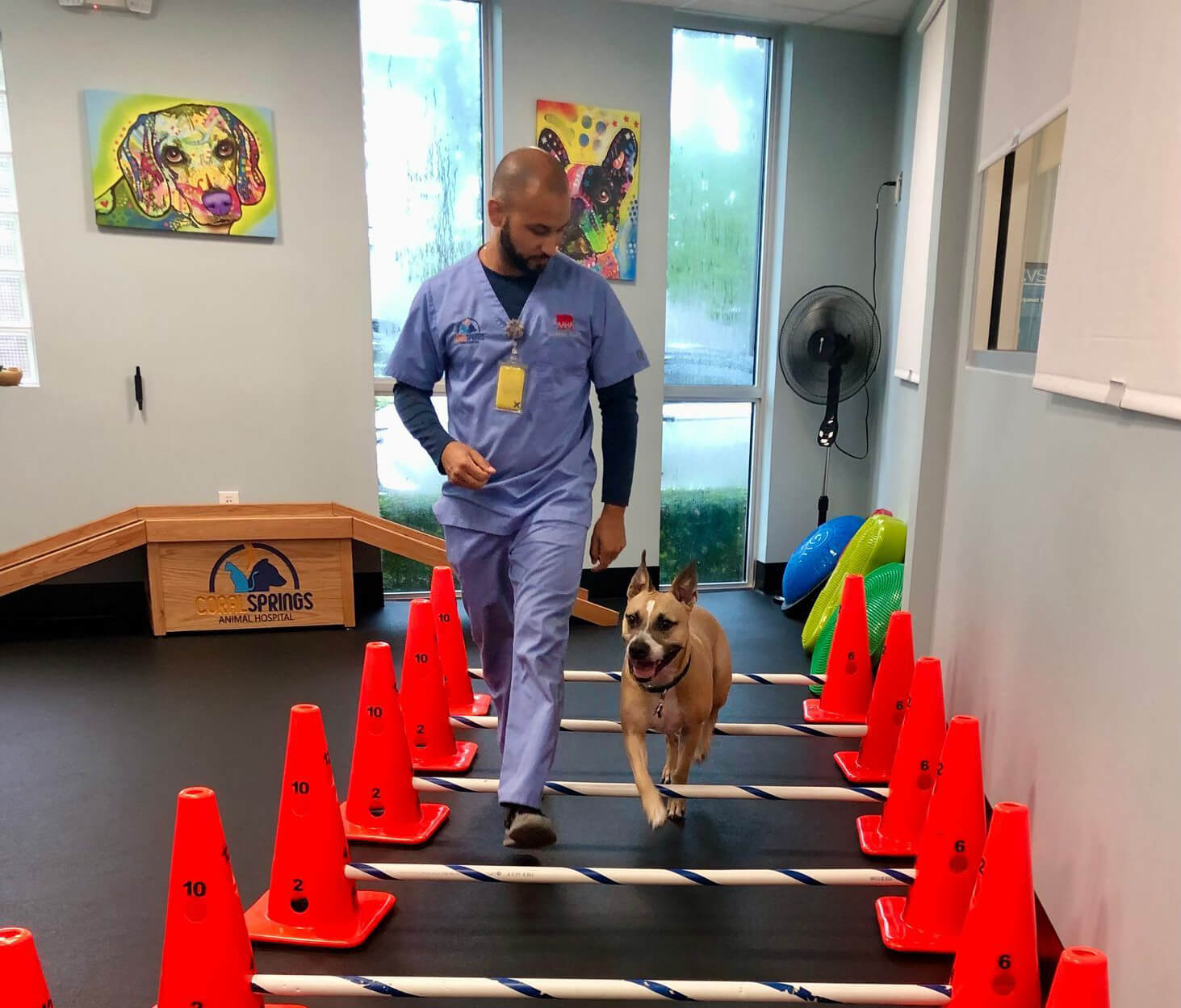 Veterinarian Helping Dog With Rehab Veterinarian Helping Dog With Rehab