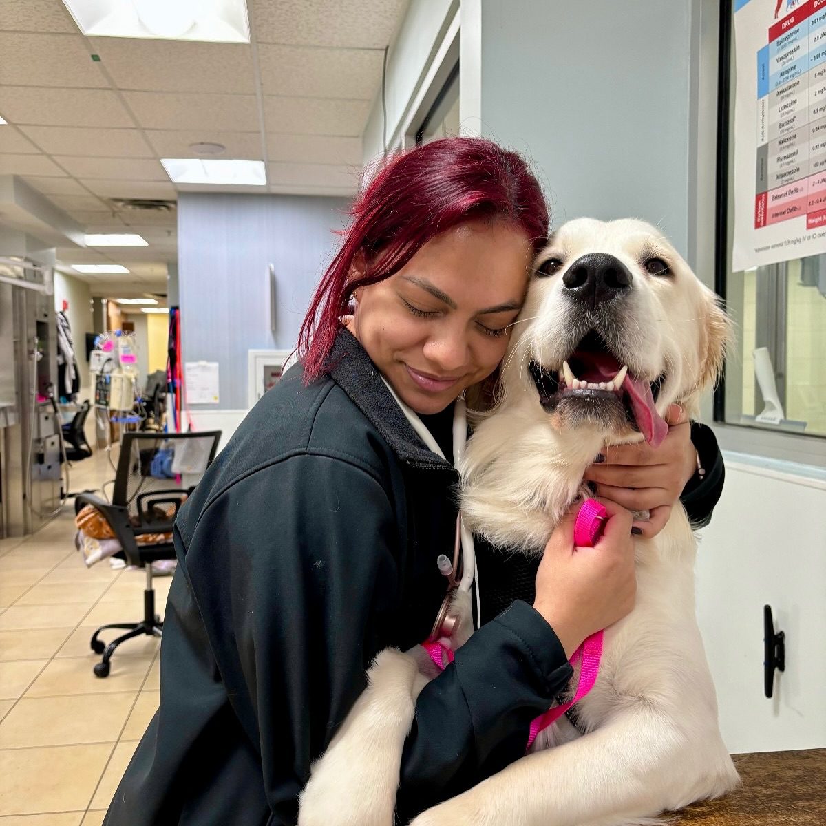 Girl Hugging Labrador Retriever