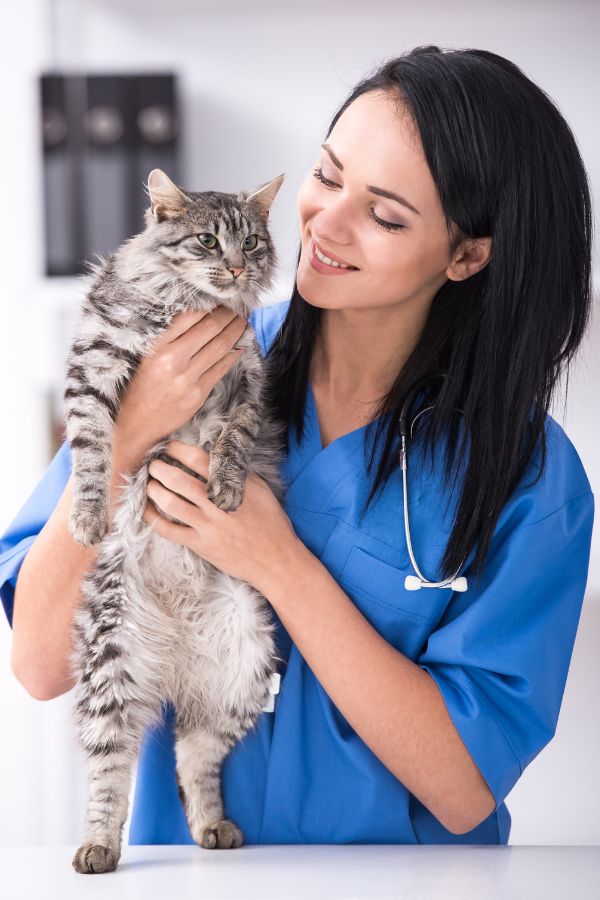 vet with cat
