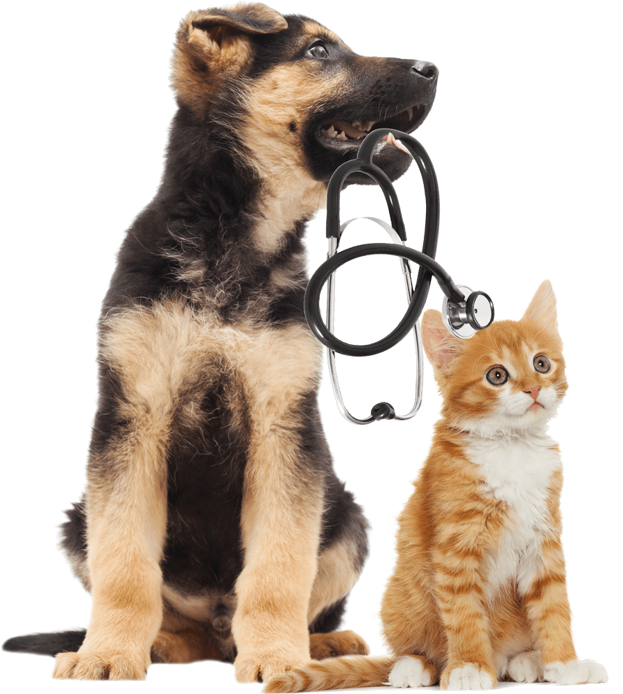 Cat German Shepherd Pup Cat and German Shepherd Pup With Stethoscope