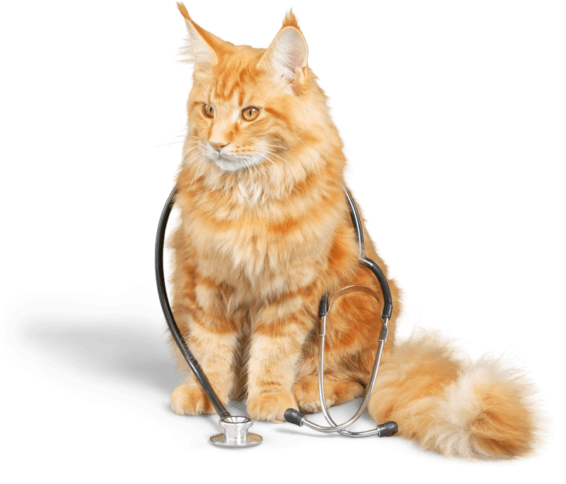 Orange Cat With Stethoscope Around Body