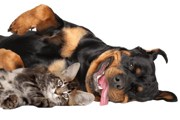 Rottweiler Dog And Cat Lying Down