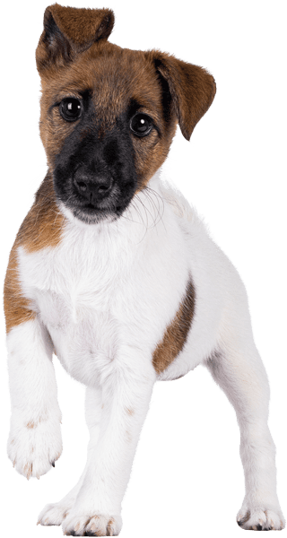 Brown And White Pup With Leg Up