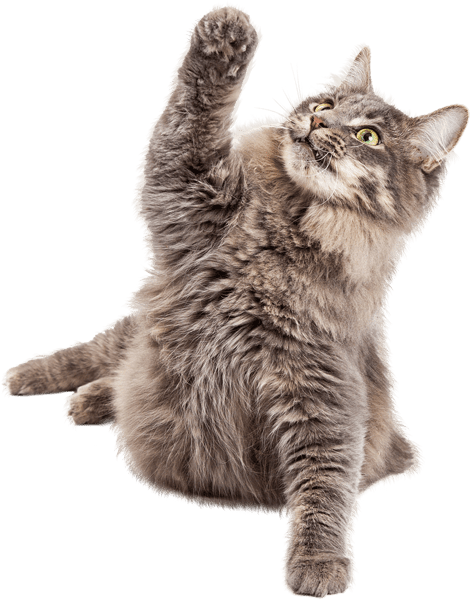 Gray Cat Raising Paw Up In The Air