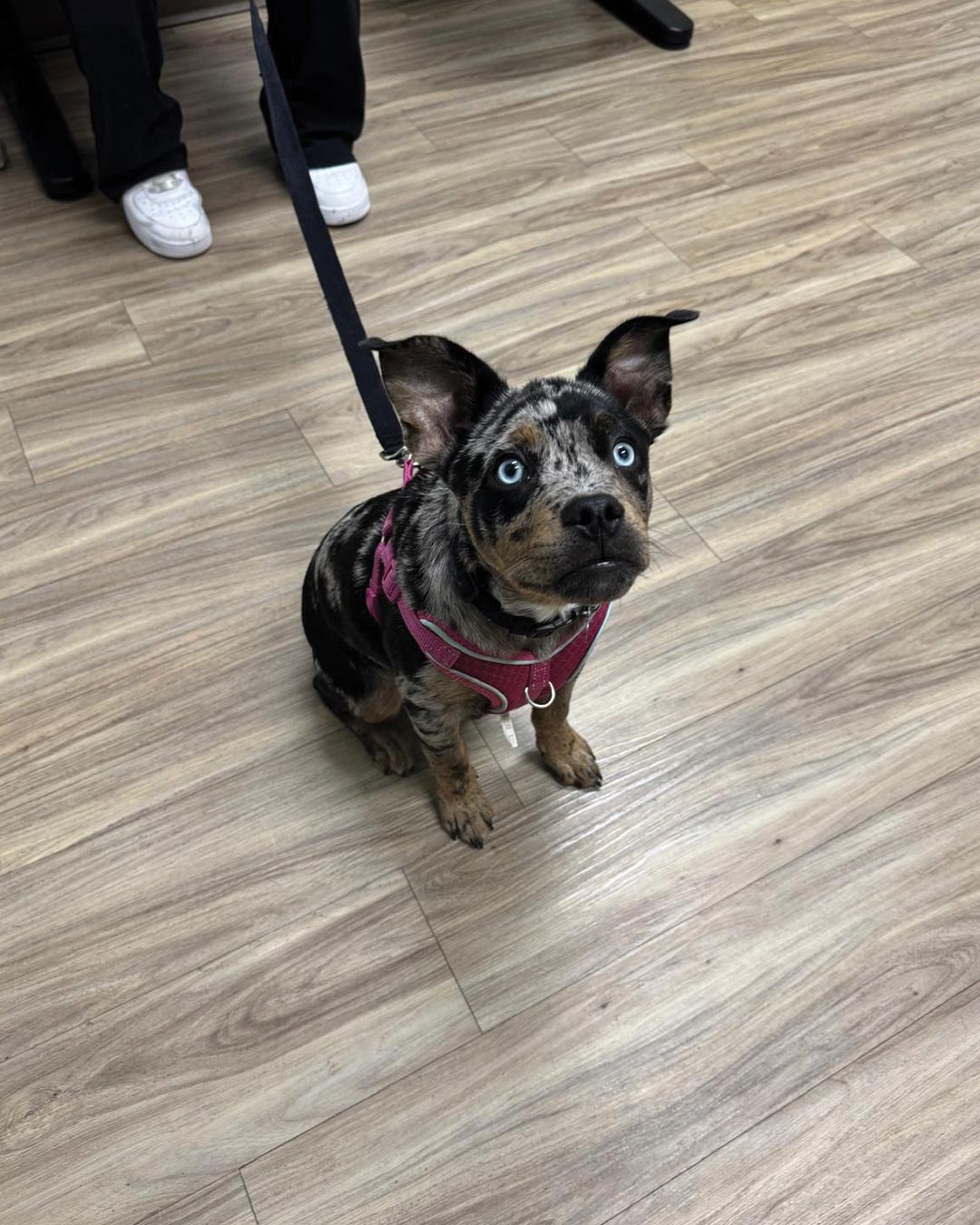 small puppy with blue eyes and spotted black white and brown markings on leash sitting indoors