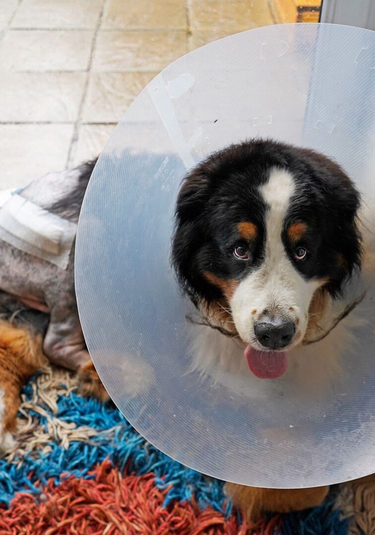 Bernese Mountain Dog Wearing Cone After Surgery Bernese Mountain Dog Wearing Cone After Surgery
