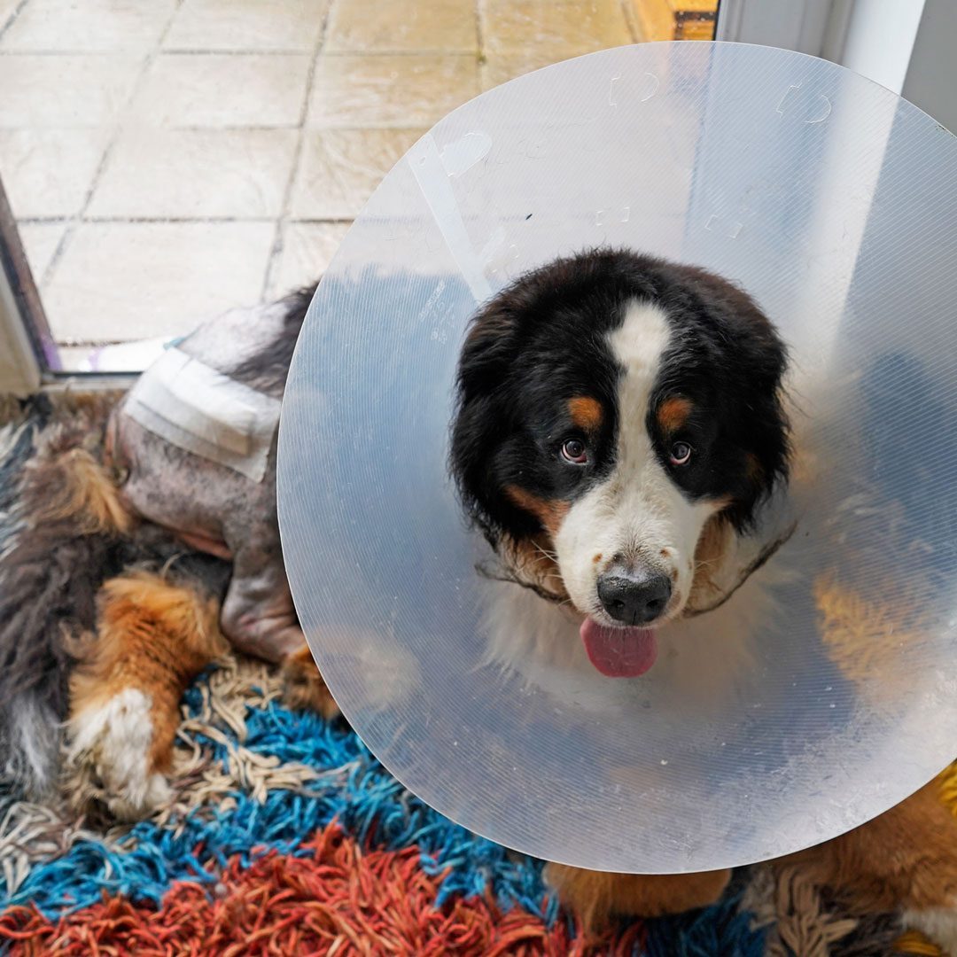 Bernese Mountain Dog Wearing Cone After Surgery Bernese Mountain Dog Wearing Cone After Surgery