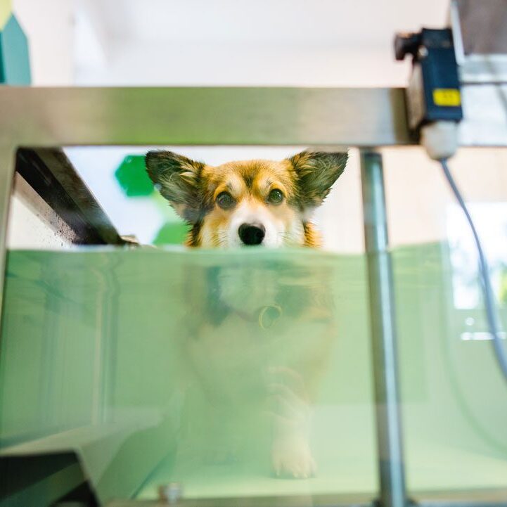 Corgi On Water Treadmill