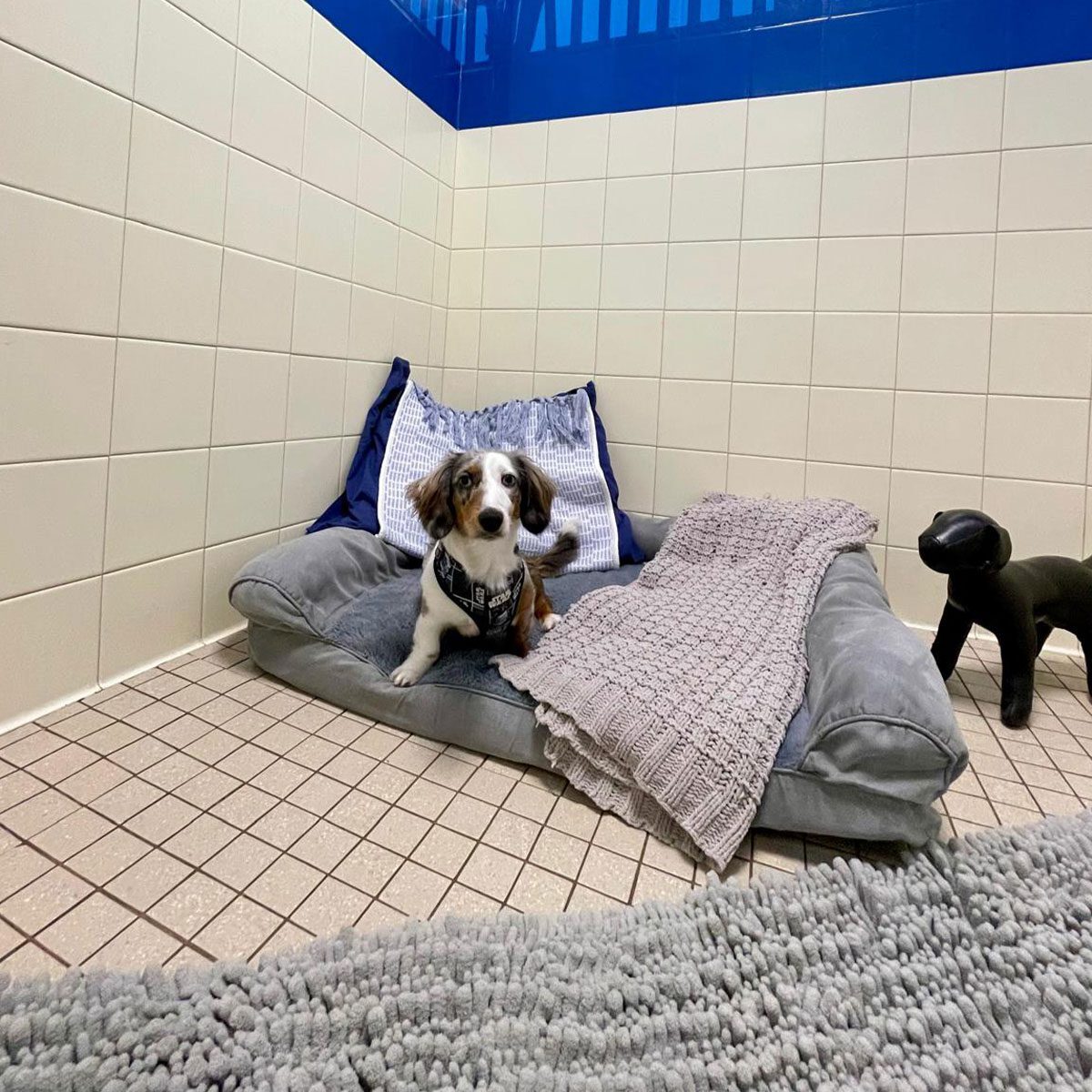 brown and white dachshund lying in doggy bed in large boarding room