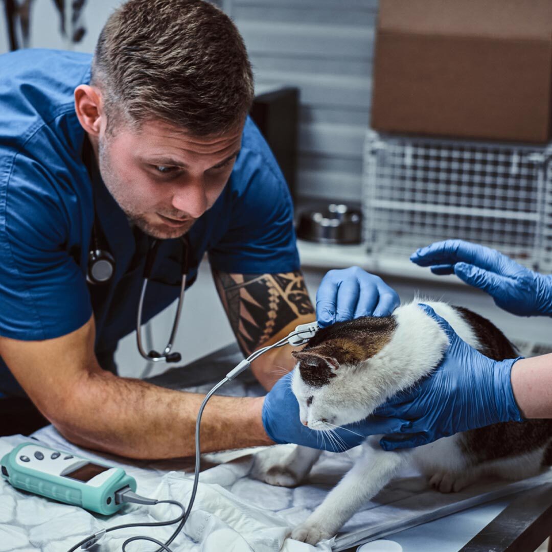 male veterinarian using monitor to check cat's blood pressure