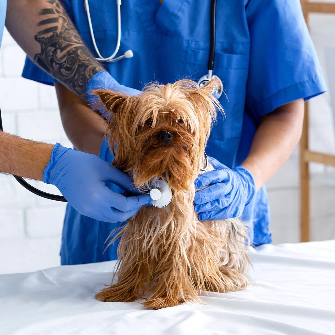 two male veterinarians examining yorkshire terrier dog together