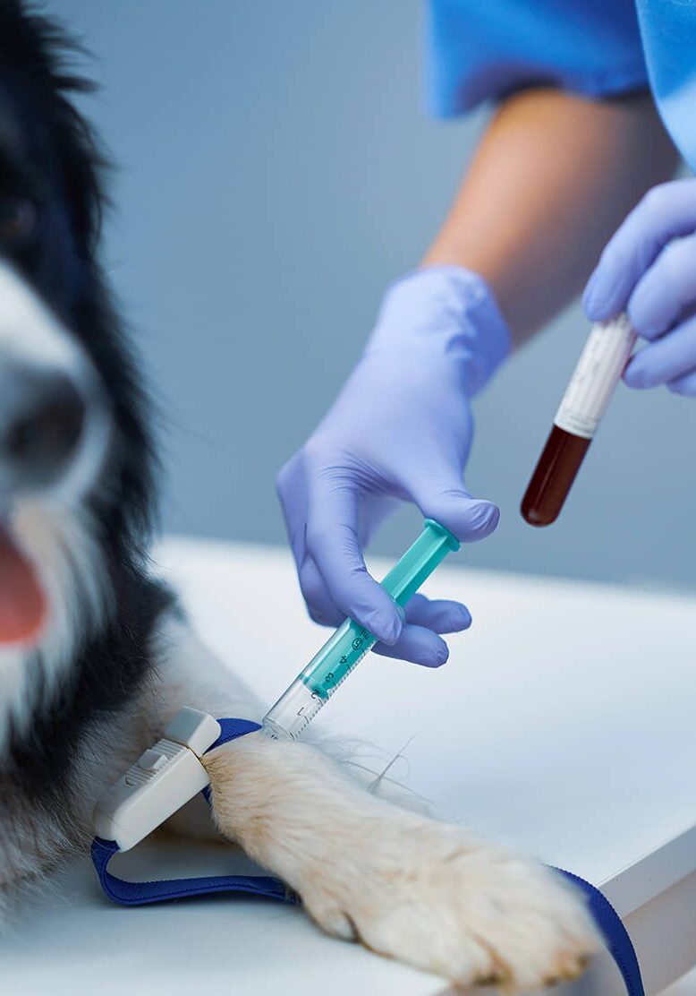 Dog Getting Bloodwork