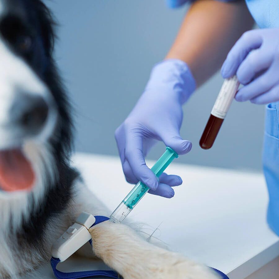 Dog Getting Bloodwork