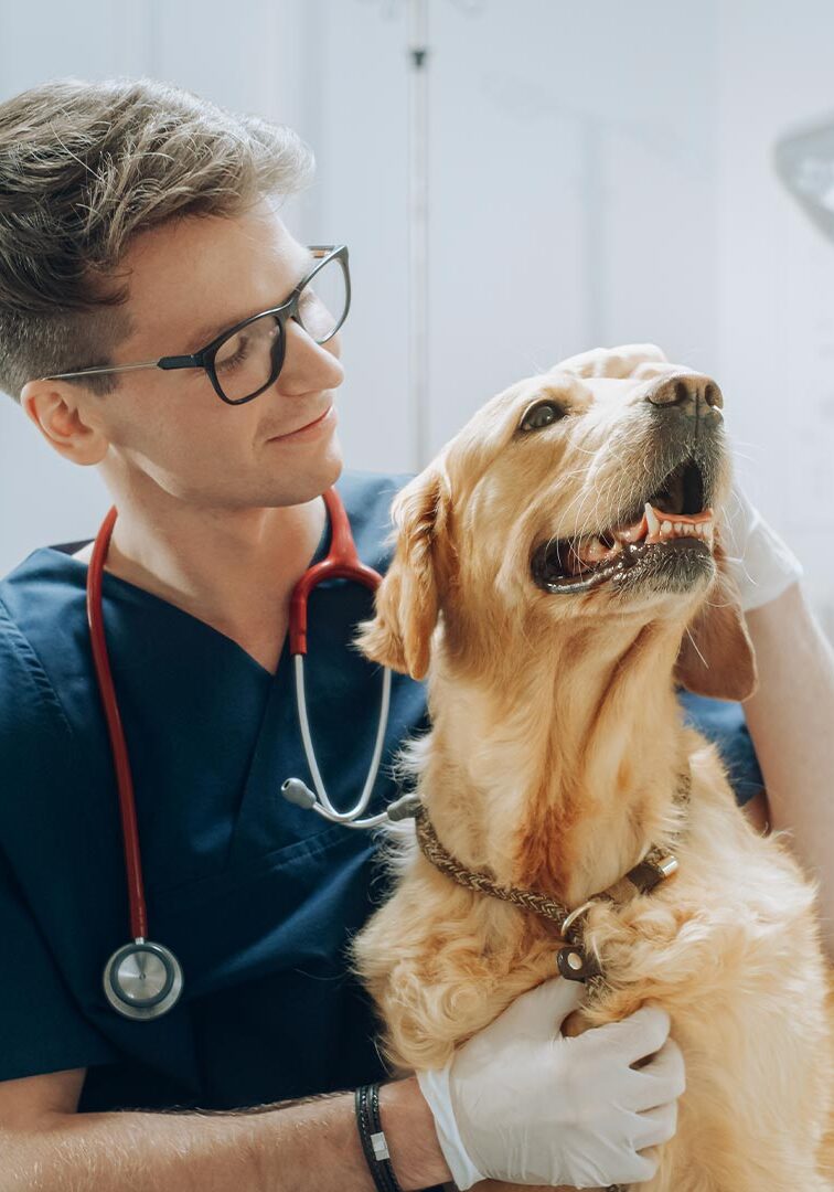 male veterinarian smiling while petting golden retriever dog