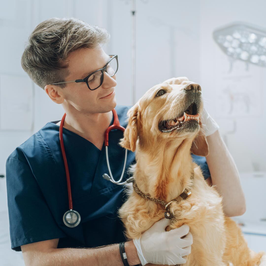 male veterinarian smiling while petting golden retriever dog
