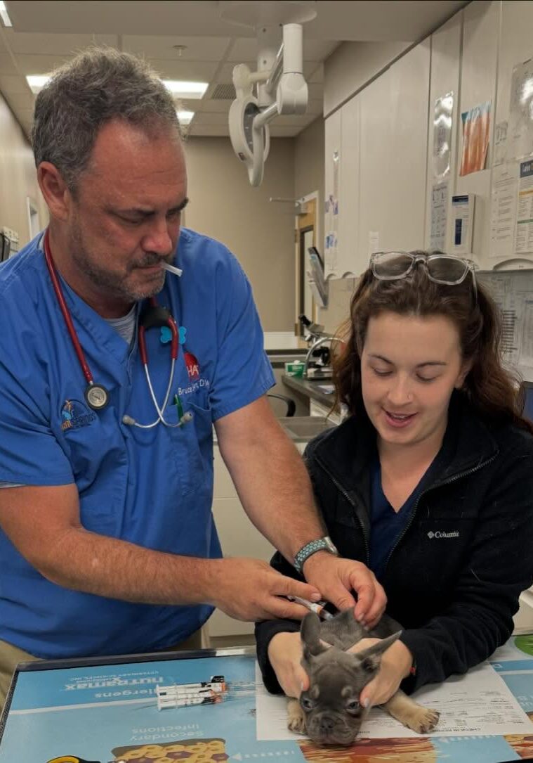 Male Vet Giving Small Dog Vaccine