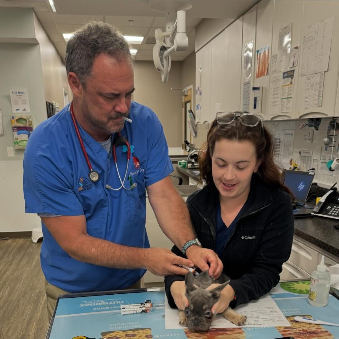 Male Vet Giving Small Dog Vaccine