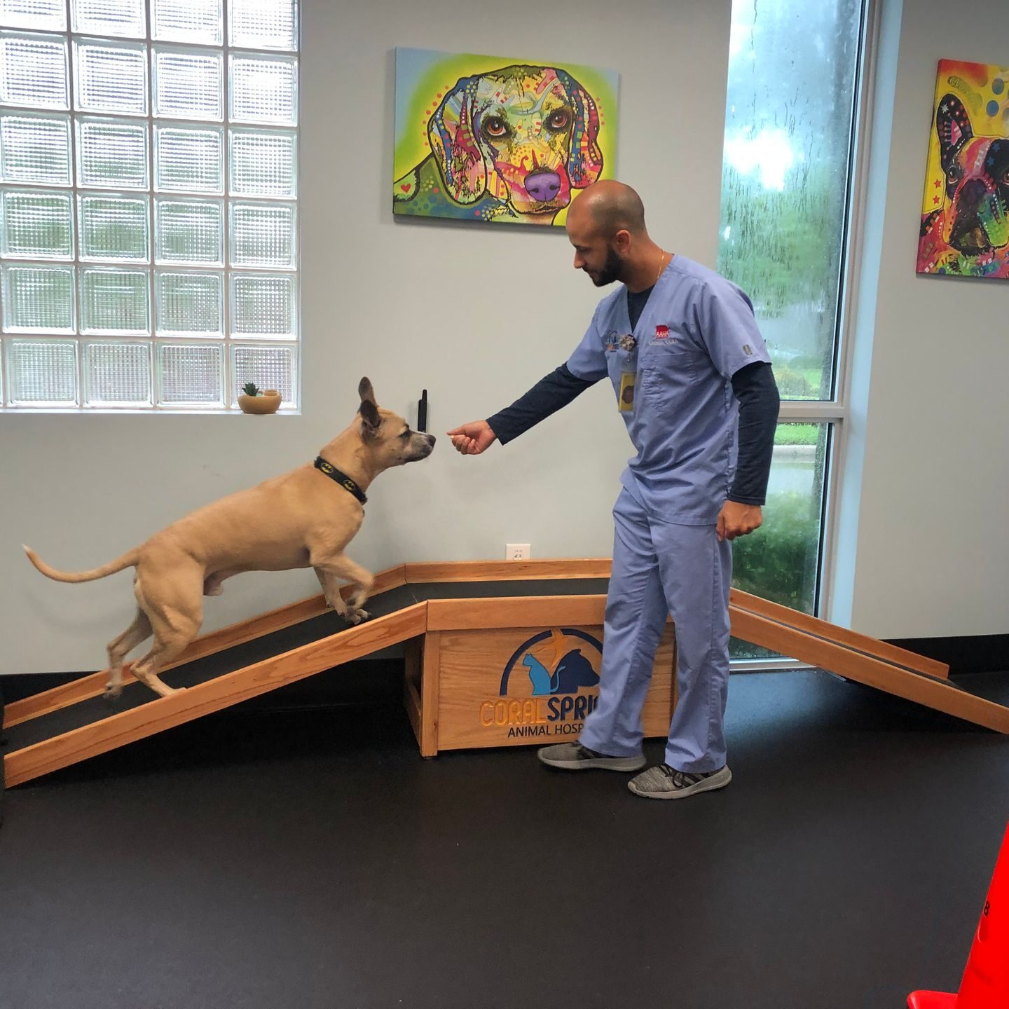 Man Helping Dog With Physical Therapy