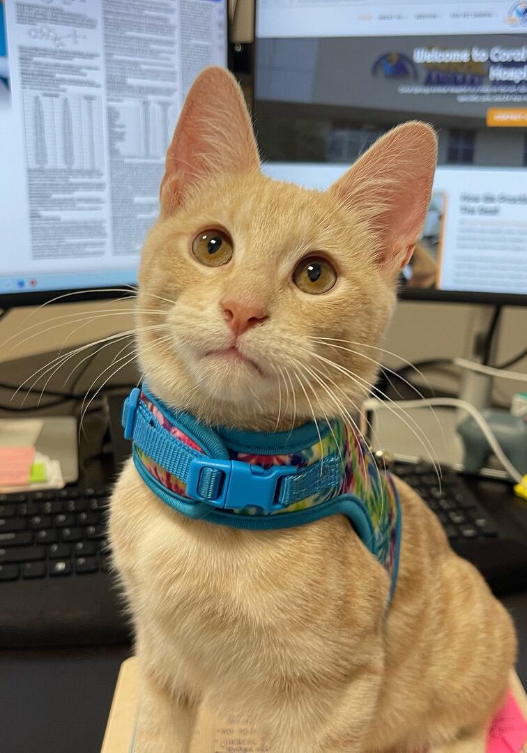 Orange Cat Sitting In Front Of Computer Monitors Orange Cat Sitting In Front Of Computer Monitors