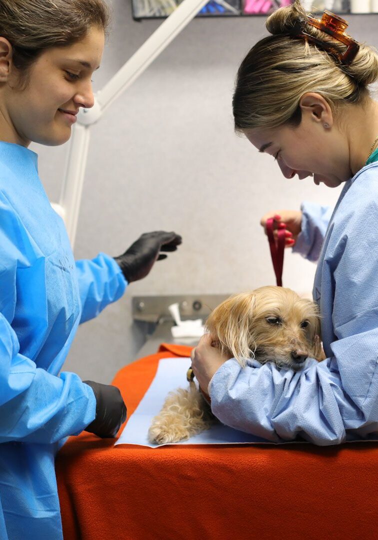 Two Veterinarians Examining Small Dog