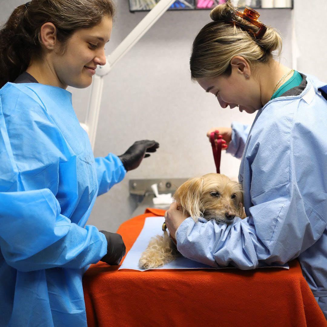 Two Veterinarians Examining Small Dog