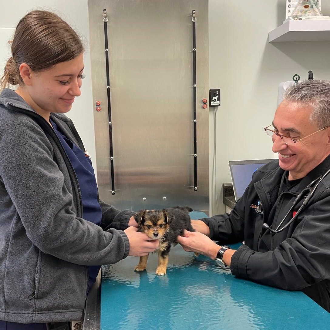 Vet And Assistant Examining Small Dog