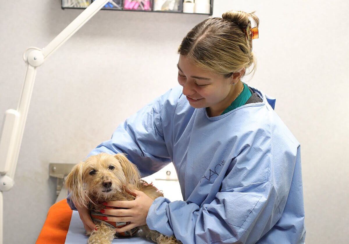 Vet With Small Bronw Dog On Treatment Table Vet With Small Bronw Dog On Treatment Table