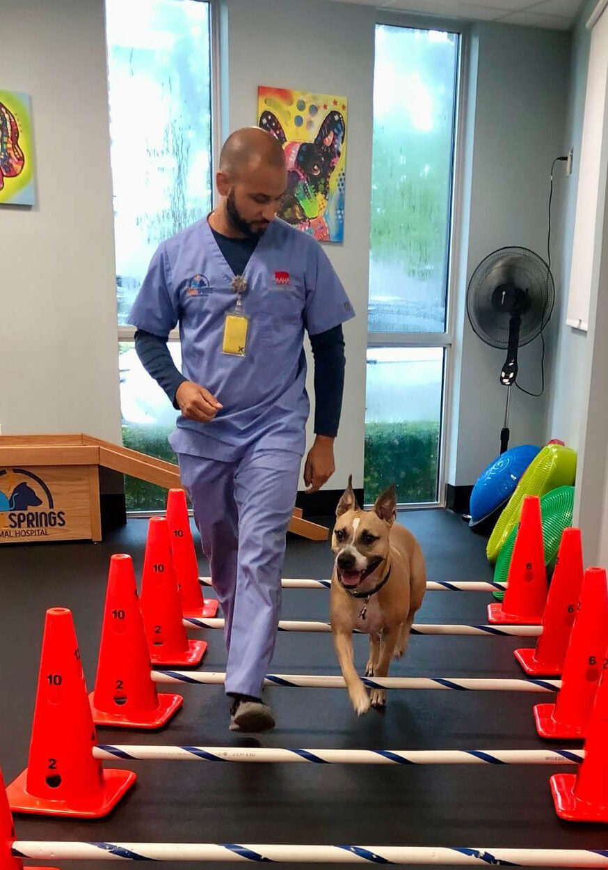 Veterinarian Helping Dog With Rehab