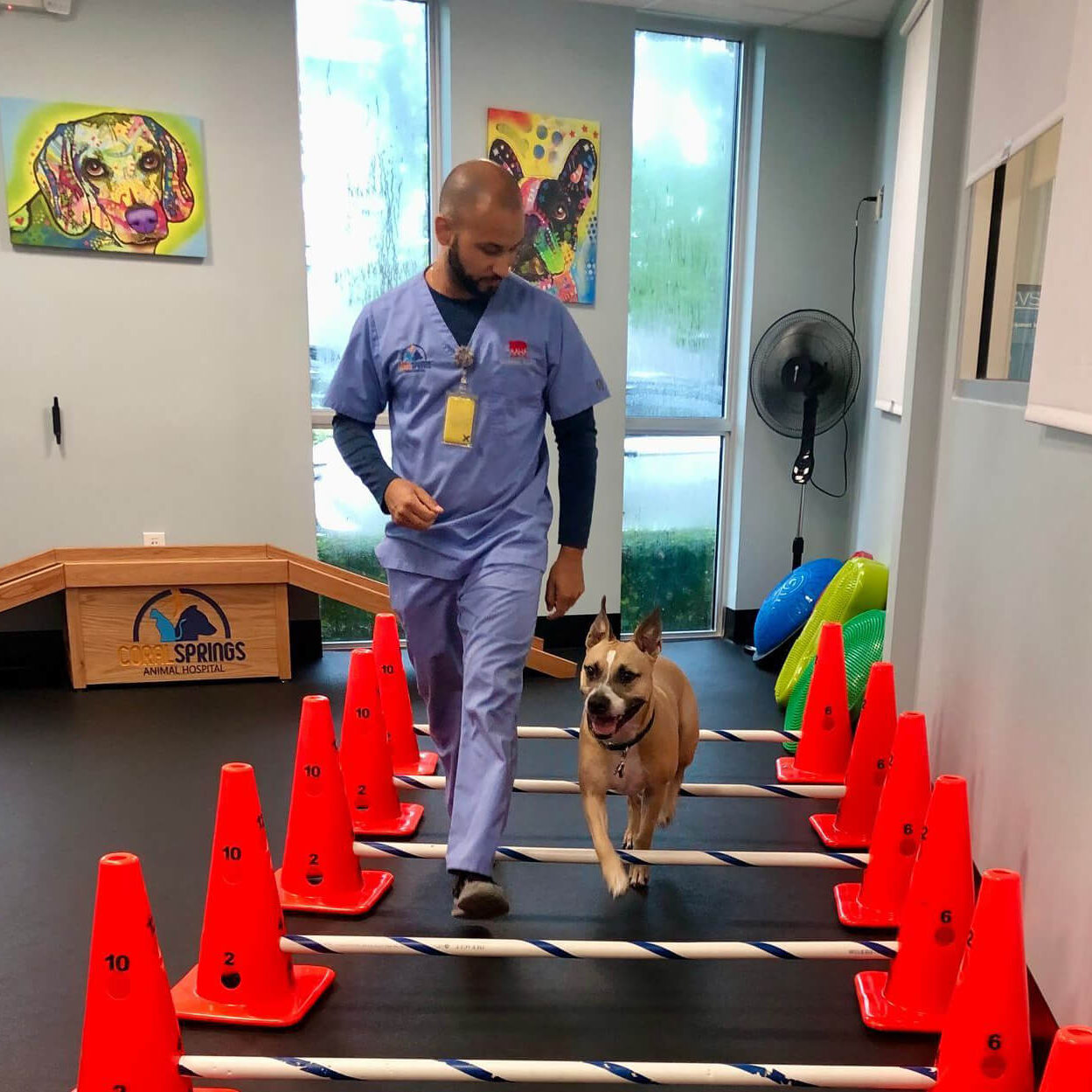 Veterinarian Helping Dog With Rehab