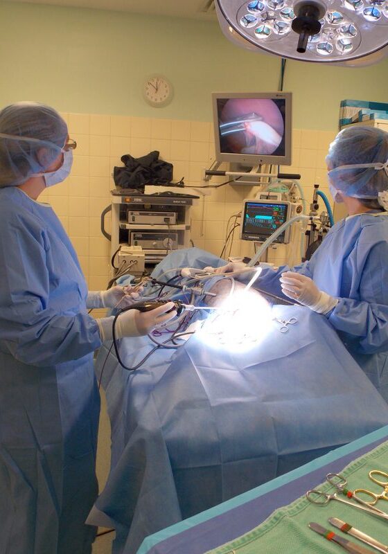 Veterinarians Performing Laproscopic Surgery