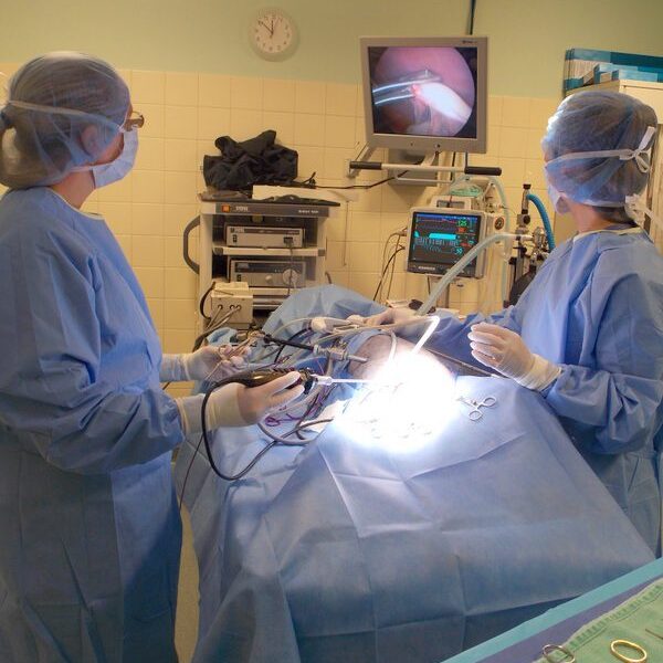 Veterinarians Performing Laproscopic Surgery