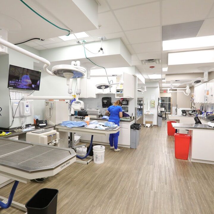 Wide View Of Veterinary Clinic Wide View Of Exam Tables At Coral Springs Animal Hospital